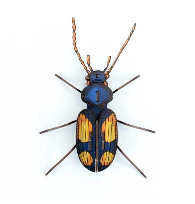 INSECTE CHATOUILLUS EN CARTON